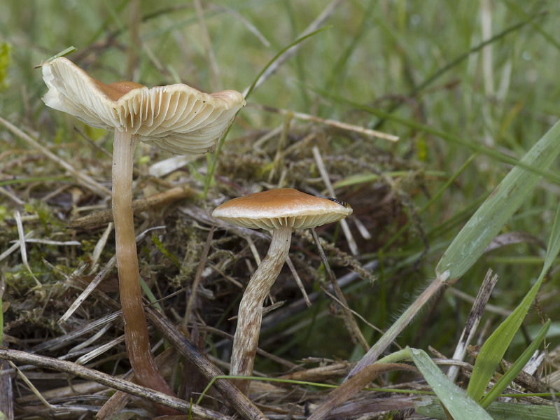 Pholiota conissans 